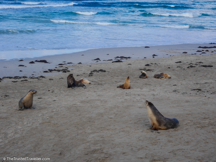 On the beach with the Sea Lions - Our Top 4 Kangaroo Island Wildlife Experiences - The Trusted Traveller