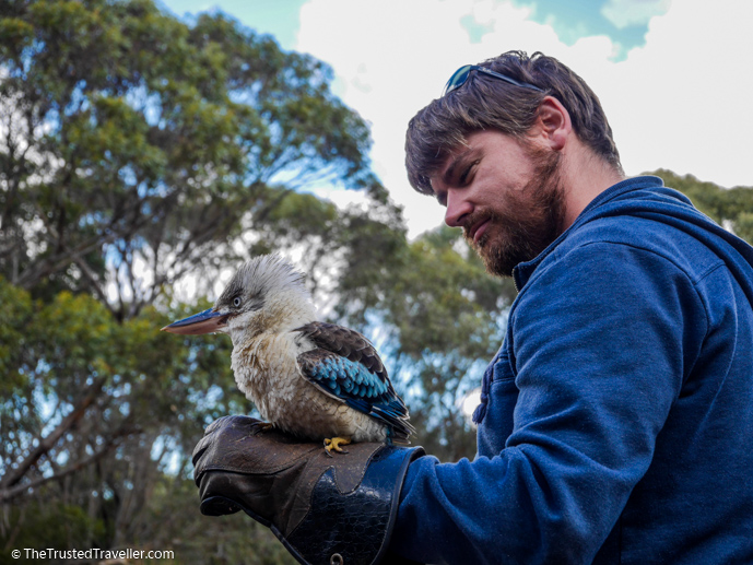 A Blue-wing Kookaburra - Our Top 4 Kangaroo Island Wildlife Experiences - The Trusted Traveller