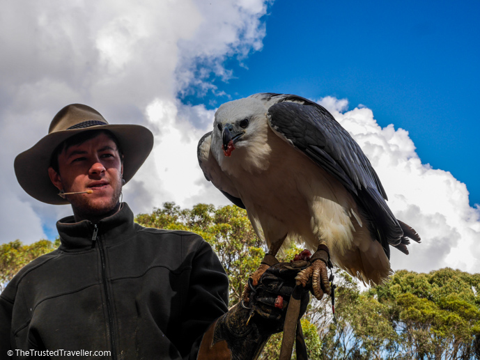 Makari the White-bellied Sea-eagle - Our Top 4 Kangaroo Island Wildlife Experiences - The Trusted Traveller