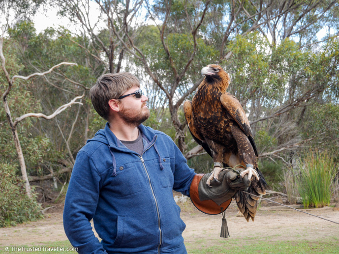 Tilka the Wedge-tailed Eagle - Our Top 4 Kangaroo Island Wildlife Experiences - The Trusted Traveller