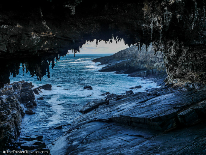 New Zealand Fur Seals under Admirals Arch - Our Top 4 Kangaroo Island Wildlife Experiences - The Trusted Traveller