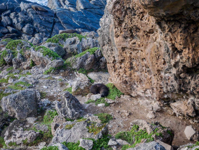 New Zealand Fur Seals on the rocky cliffs at Cape du Coeudic - Our Top 4 Kangaroo Island Wildlife Experiences - The Trusted Traveller