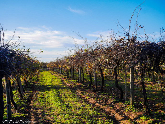 The vines at Burk Salter Winery - Our Luxury Murray River Cruise Aboard the PS Murray Princess - The Trusted Traveller