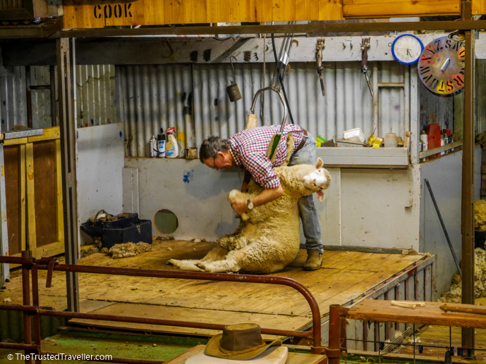 A sheep shearing demonstration at The Woolshed - Our Luxury Murray River Cruise Aboard the PS Murray Princess - The Trusted Traveller