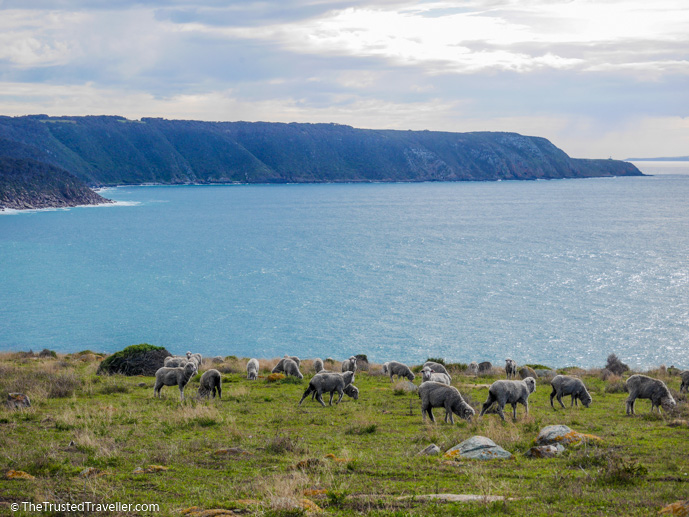 Stunning views from Cape Willoughby Lighthouse - Things to Do on Kangaroo Island - The Trusted Traveller