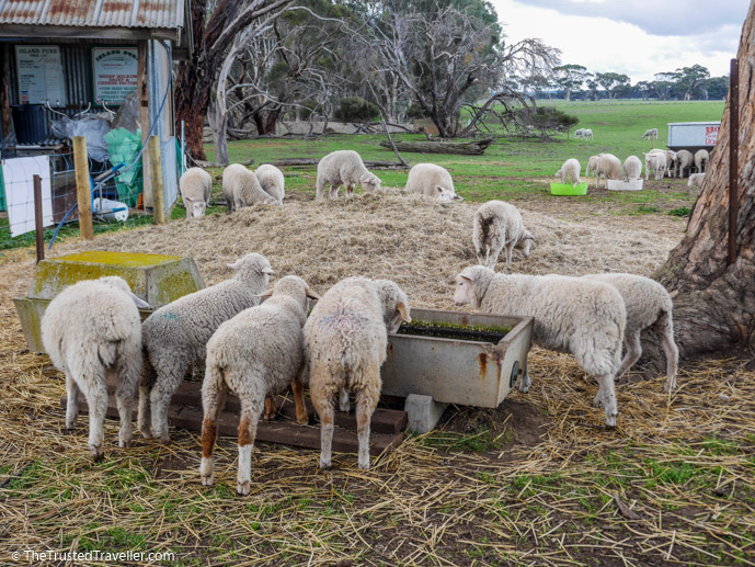 Sheep at Island Pure Sheep Dairy - Things to Do on Kangaroo Island - The Trusted Traveller