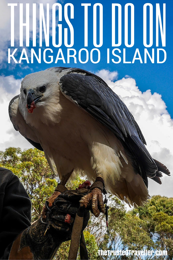 Makari the White-bellied Sea-eagle at the Raptor Domain - Things to Do on Kangaroo Island - The Trusted Traveller
