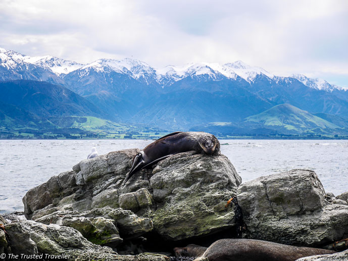 Seals at Point Kean - Two Week New Zealand South Island Road Trip Itinerary - The Trusted Traveller