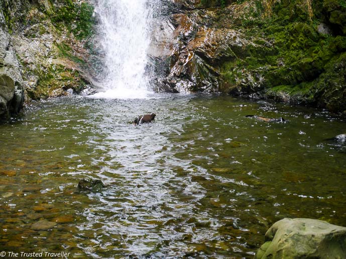 Seal Pups playing at Ohau Stream - Two Week New Zealand South Island Road Trip Itinerary - The Trusted Traveller