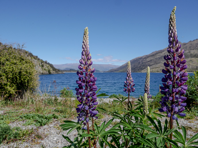 Lupins on Lake Wanaka - Two Week New Zealand South Island Road Trip Itinerary - The Trusted Traveller