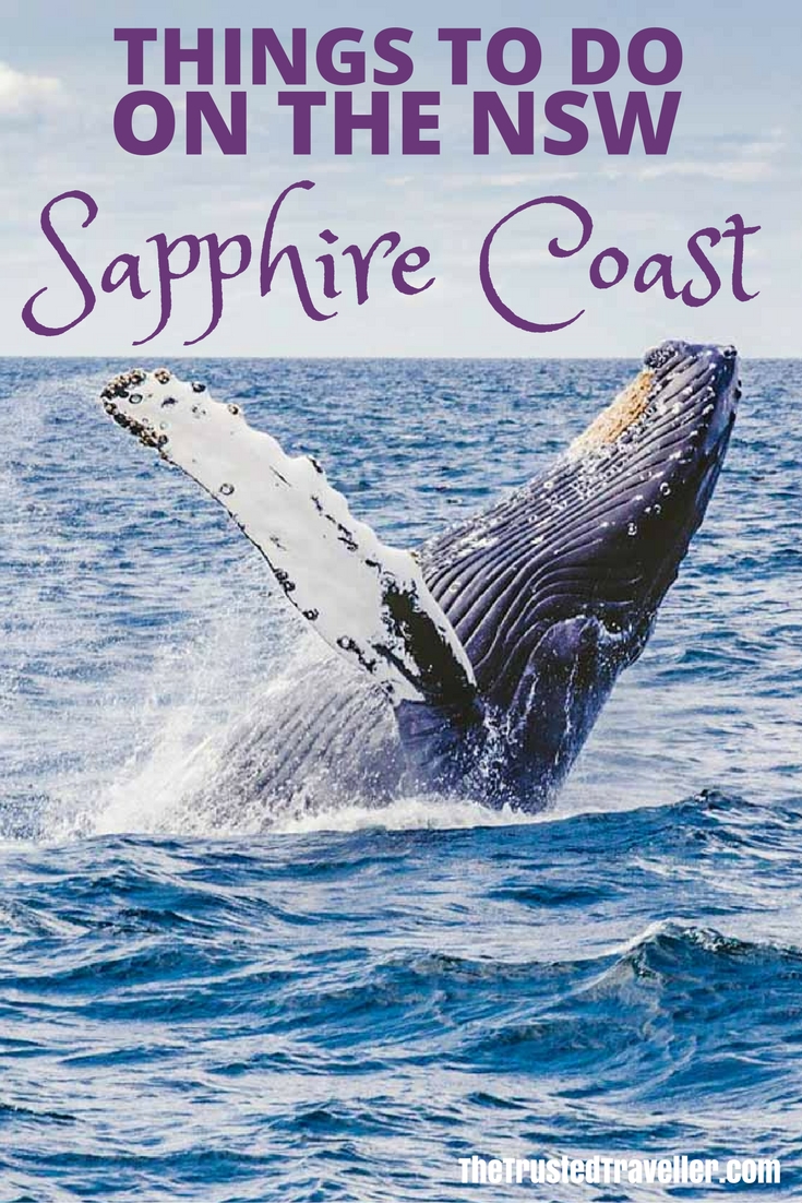 Don't miss the chance to see humpback whales in the wild when visiting the Sapphire Coast from September to November each year. Click through to read about some of the other things to do on the NSW Sapphire Coast - The Trusted Traveller