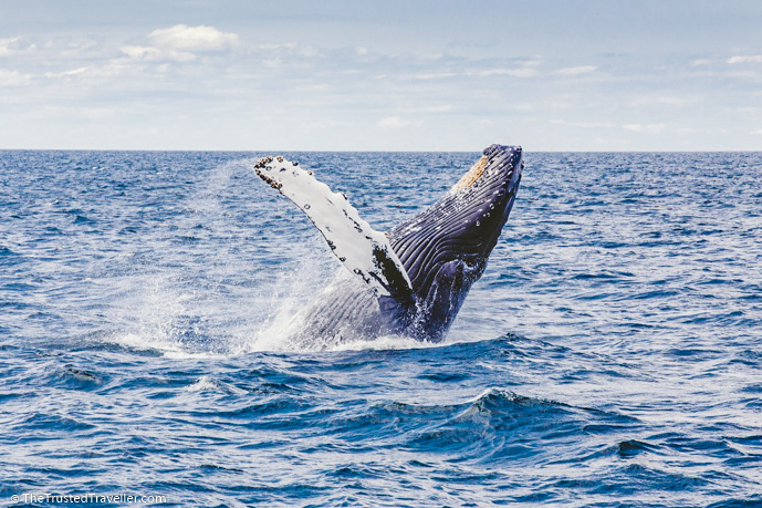 Humpback Whale- Things to Do on the NSW Sapphire Coast - The Trusted Traveller