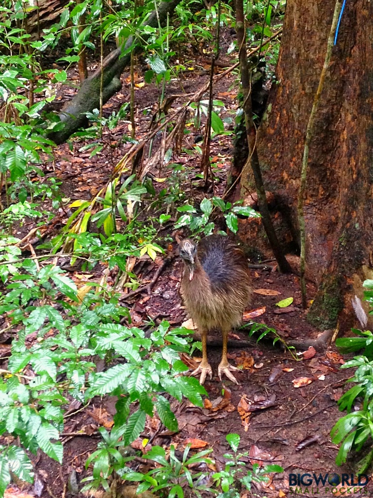 Cassowary - 3 Days in the Atherton Tablelands: The Perfect Self-Drive Itinerary - The Trusted Traveller