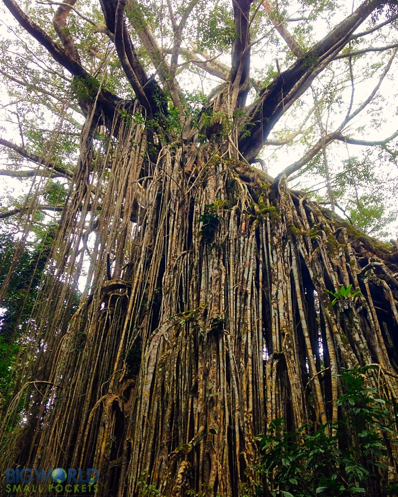 Curtain Fig Tree - 3 Days in the Atherton Tablelands: The Perfect Self-Drive Itinerary - The Trusted Traveller