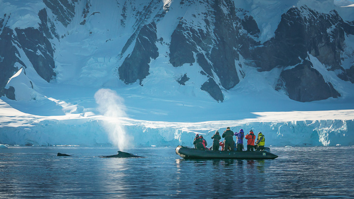 Antarctic Peninsula, Cuverville Island - 15 Stunning Photos for Those Curious About Antarctic Cruises - The Trusted Traveller