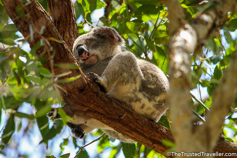 A cuddly koala at Currumbin - Things to Do on the Gold Coast - The Trusted Traveller