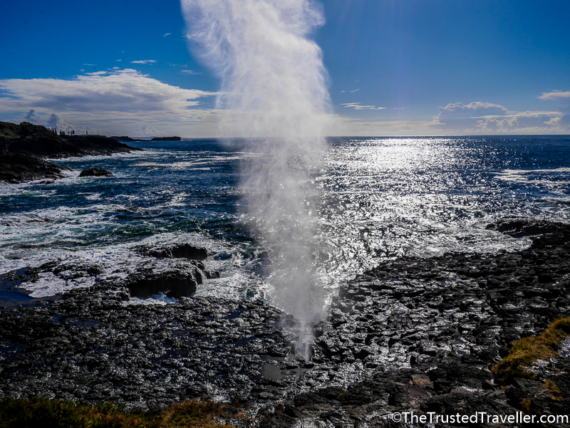 The Little Blowhole - The Trusted Traveller