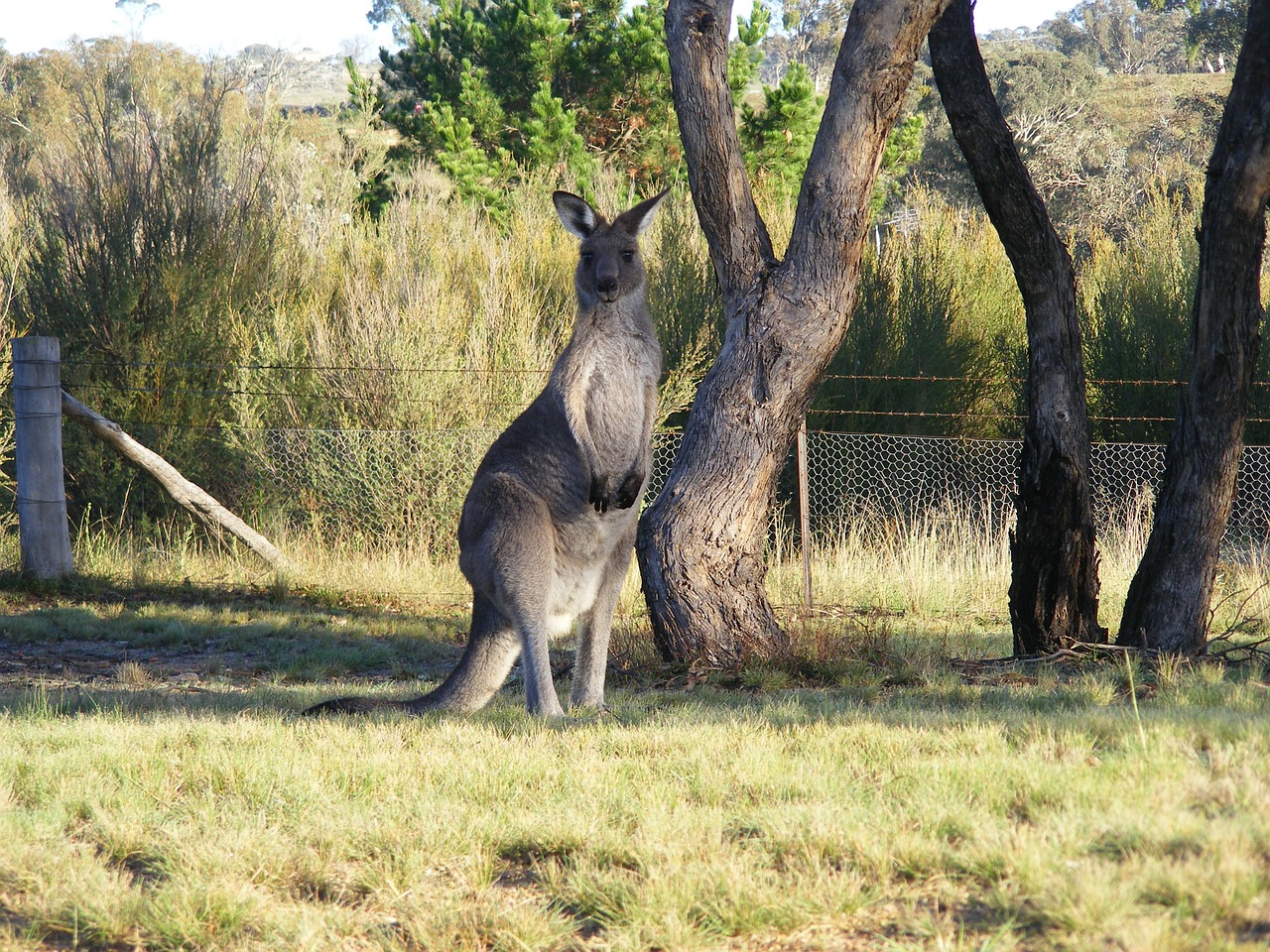 20 Things to Do in Canberra - The Trusted Traveller